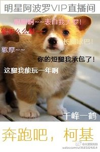 《奔跑吧,柯基》