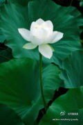 《陌上花开,半生迟》
