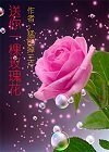 《送你一棵玫瑰花》