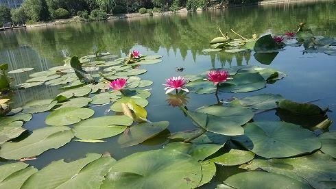 苦涩的烟花