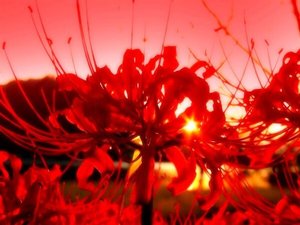 《彼岸花开》