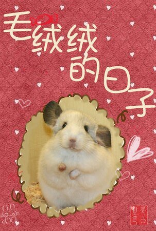 [网游]毛绒绒的日子