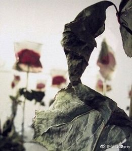 《死爱第一卷》