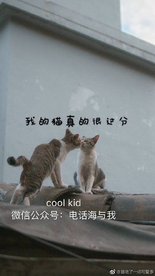 《我的猫真的很过分》