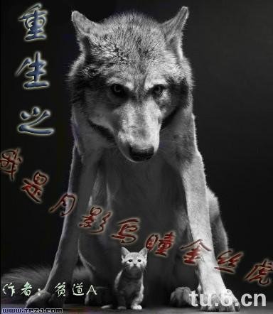 重生之我是月影乌瞳金丝虎