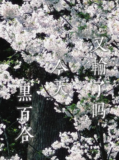 《黑百合今天又输了吗》